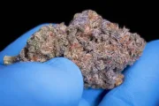Sweetopia – Paradise Seeds – Feminisiert