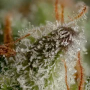 Durga Mata – Paradise Seeds – Feminisiert