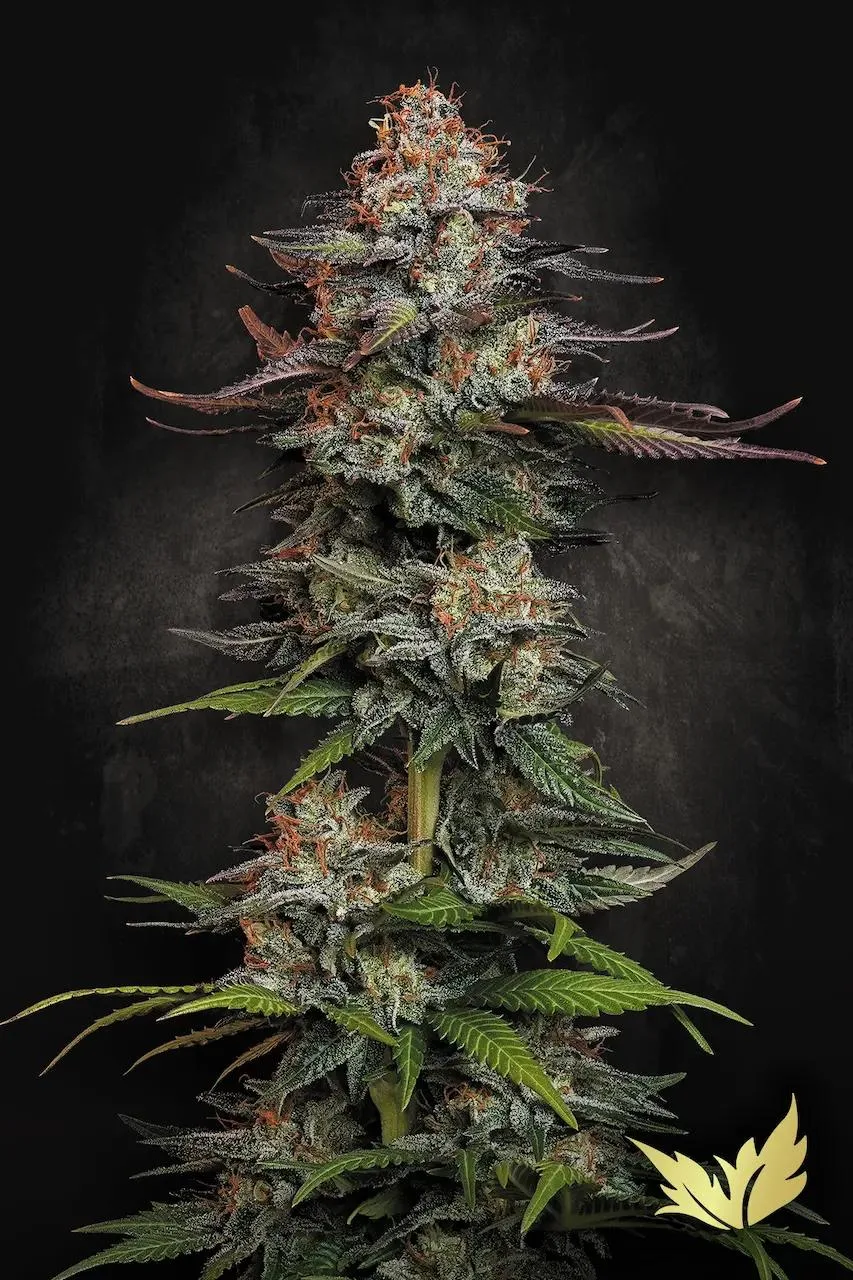 Durga Mata – Paradise Seeds – Feminisiert