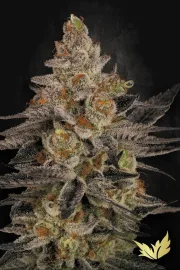 Chocolate Wafflez – Paradise Seeds – Feminisiert