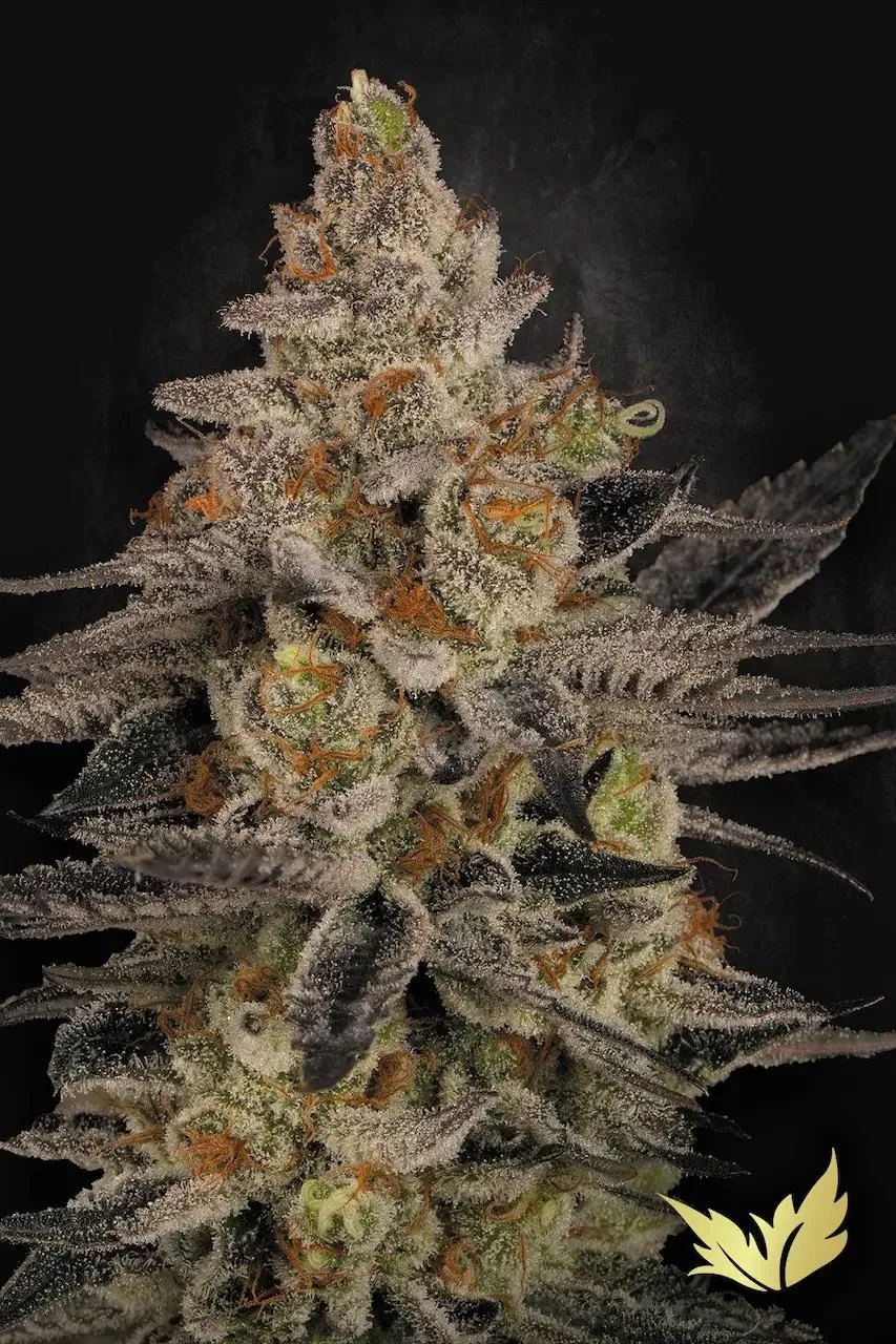 Chocolate Wafflez – Paradise Seeds – Feminisiert