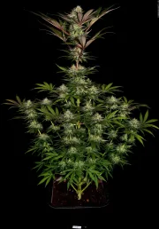 Chocolate Wafflez – Paradise Seeds – Feminisiert