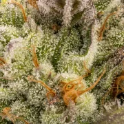 Chocolate Wafflez – Paradise Seeds – Feminisiert