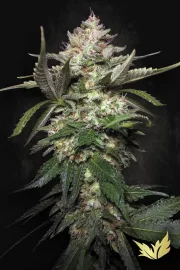 Auto Kong 4 – Paradise Seeds – Autoflowering