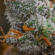 Auto Kong 4 – Paradise Seeds – Autoflowering