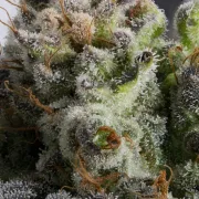 Jacky White – Paradise Seeds – Feminisiert