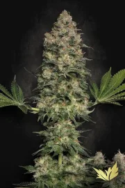 Jacky White – Paradise Seeds – Feminisiert