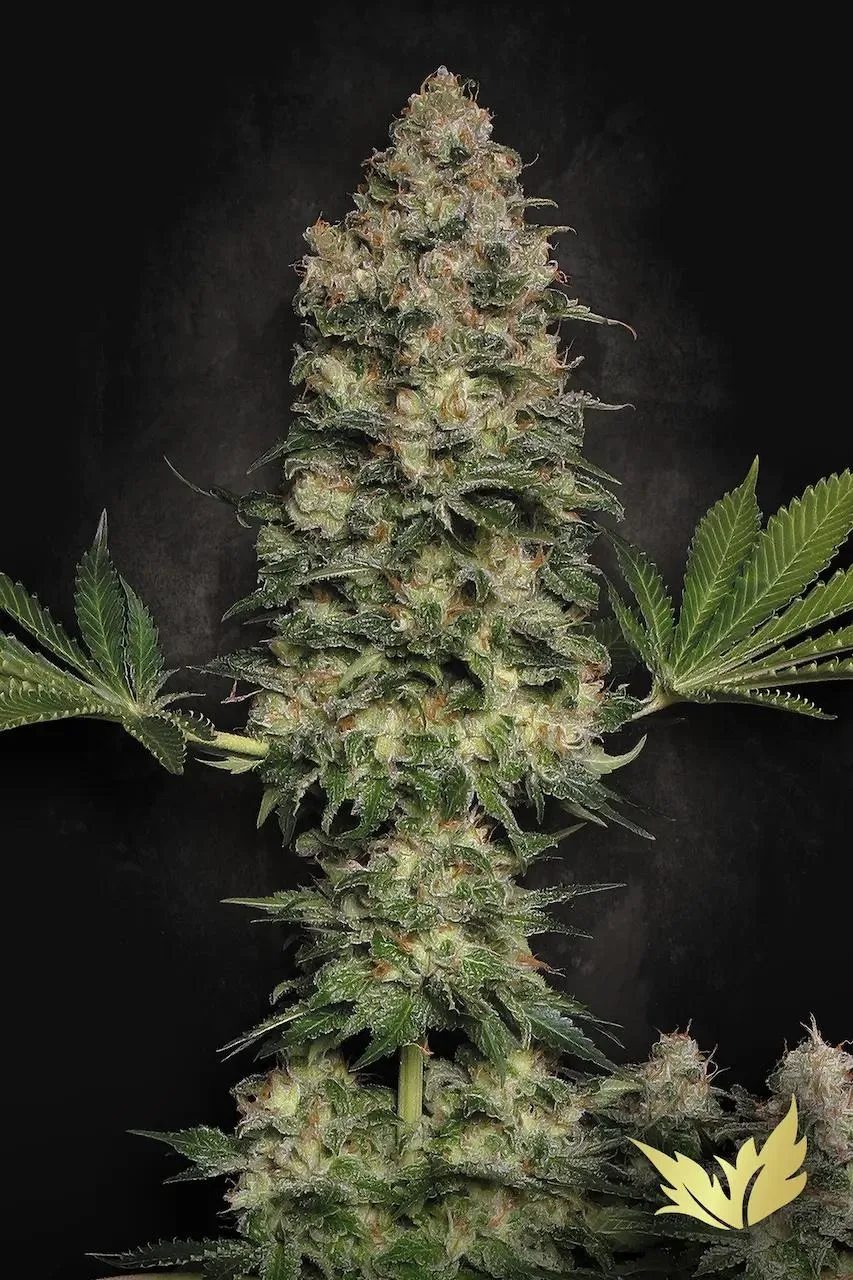 Jacky White – Paradise Seeds – Feminisiert
