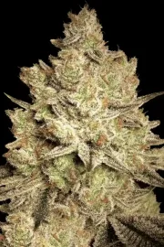 Jacky White – Paradise Seeds – Feminisiert