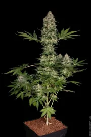 Jacky White – Paradise Seeds – Feminisiert