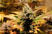 Jacky White – Paradise Seeds – Feminisiert