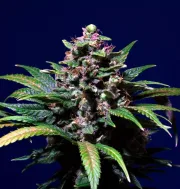 Sweet Purple – Paradise Seeds – Feminisiert