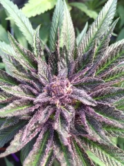 Sweet Purple – Paradise Seeds – Feminisiert