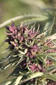 Sweet Purple – Paradise Seeds – Feminisiert