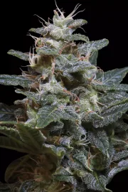 Sweet Purple – Paradise Seeds – Feminisiert