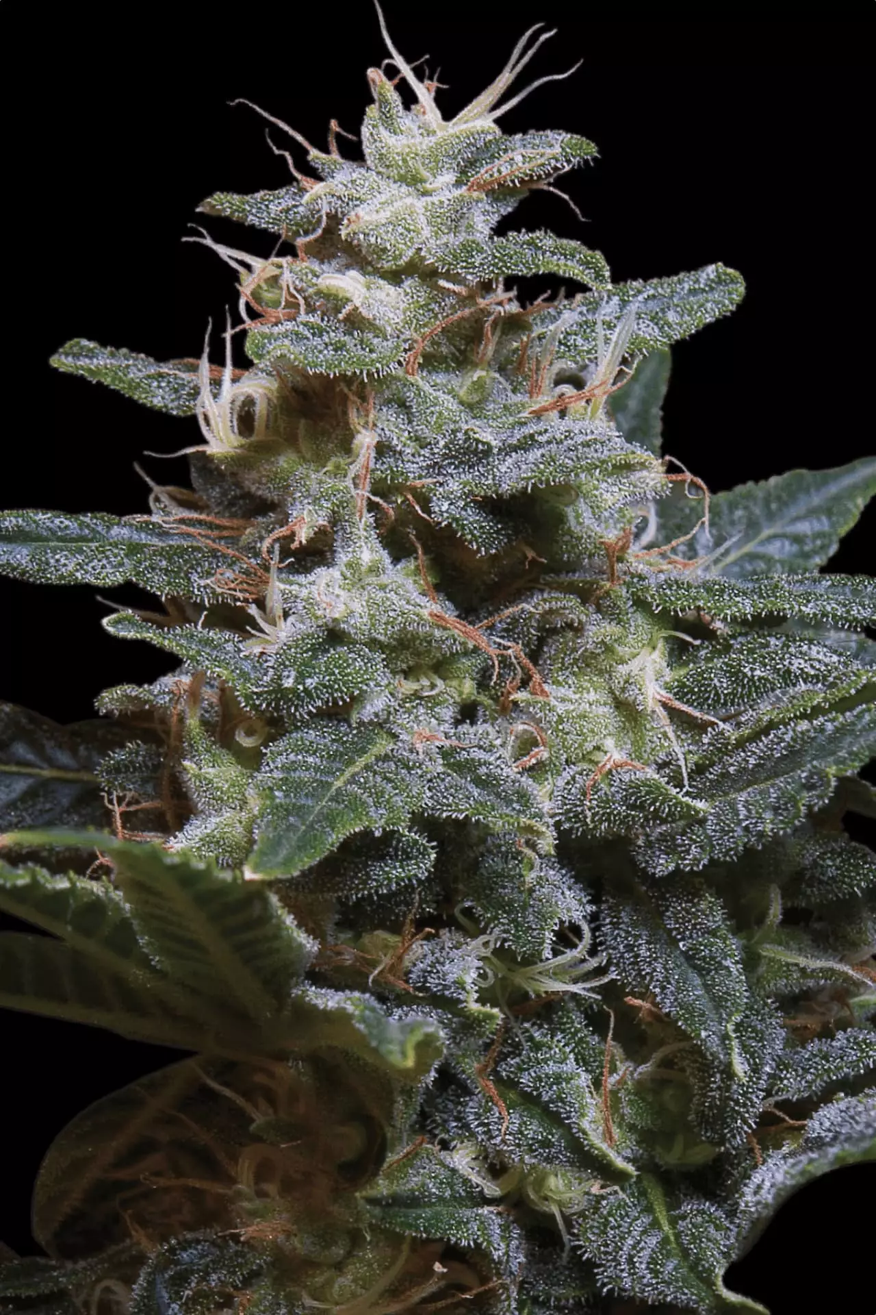 Sweet Purple – Paradise Seeds – Feminisiert