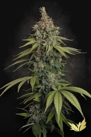 Delahaze – Paradise Seeds – Feminisiert