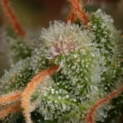 Delahaze – Paradise Seeds – Feminisiert