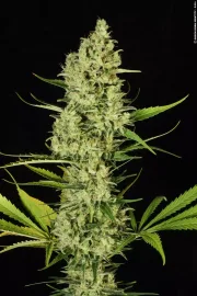 Delahaze – Paradise Seeds – Feminisiert