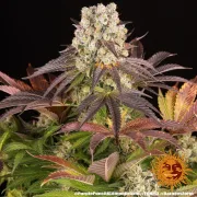 PURPLE PUNCH X LEMON DRIZZLE