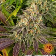 Biscotti Strain