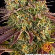 Biscotti Strain