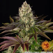 Biscotti Strain