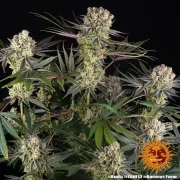 Runtz Strain