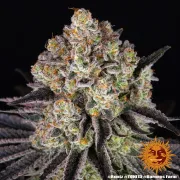 Runtz Strain