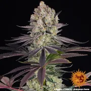 Runtz Strain