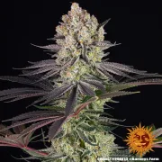 Runtz Strain