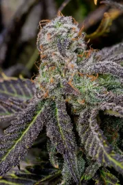 BANANA PURPLE PUNCH AUTO