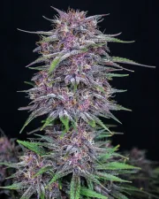 BANANA PURPLE PUNCH AUTO