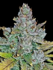 Blue Dream Auto