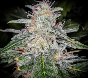 Blue Dream Auto