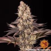 GELATO 45