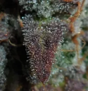 Lemon AK Auto