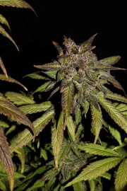 Smoothie Auto