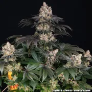 GELATO STRAIN