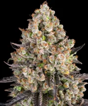 OG Kush