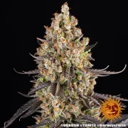OG Kush