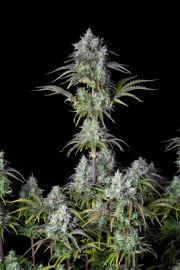 Big Bud Auto