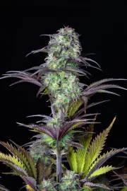 Blueberry Auto