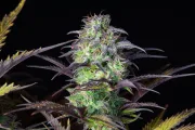 Blueberry Auto