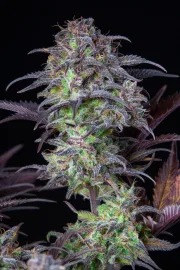 Blueberry Auto