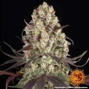 GARY PAYTON STRAIN