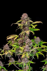Lemon Cherry Cookies Auto