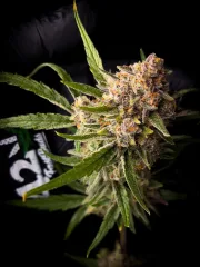 Guava Auto