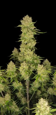 Guava Auto