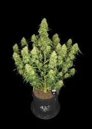 Sour Jealousy Auto